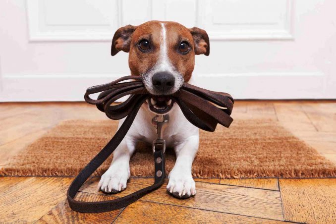 Baranzate Dog Sitting: servizio accompagnamento cani per persone in quarantena ed anziani